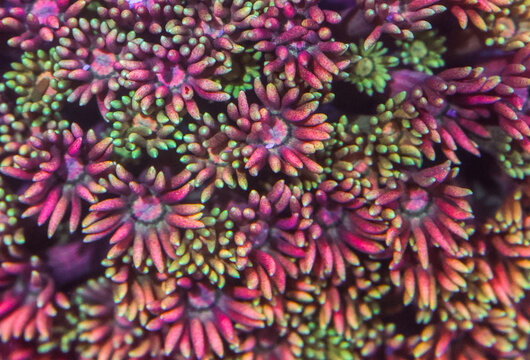 Vibrant Pink and Green Coral Polyps Filling Frame as Abstract Underwater Marine Background