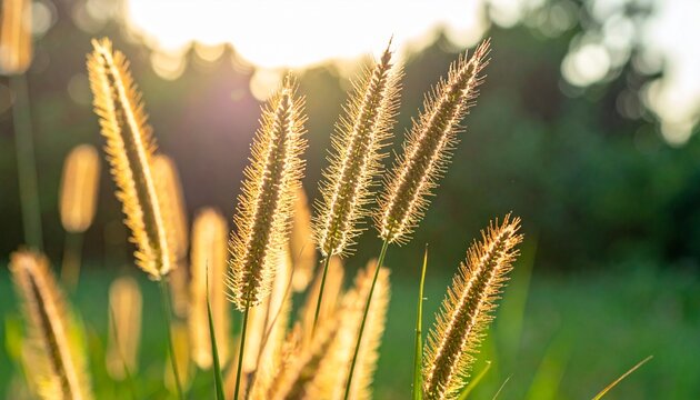 Golden Wheat Grass Heads in Soft Morning Sunlight.