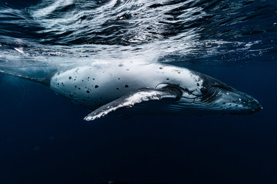 Humpback Whale