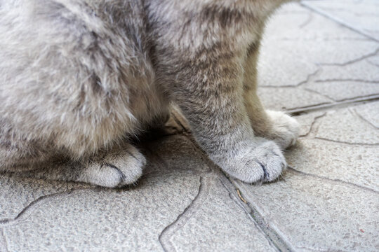 Fluffy grey cat paws close up on concrete pavement