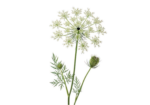 Dill flower and seed head with feathery leaves isolated transparent background isolated on transparent background