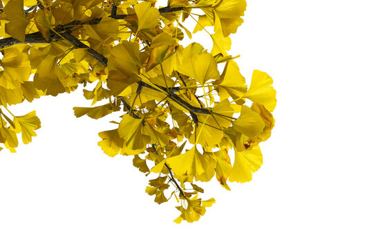Yellow autumn ginkgo biloba tree branch isolated on transparent background
