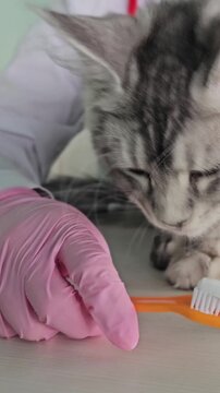 Cat learns to brush teeth with human help in home setting