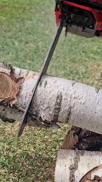 Cutting logs with a chainsaw in a backyard during a sunny afternoon