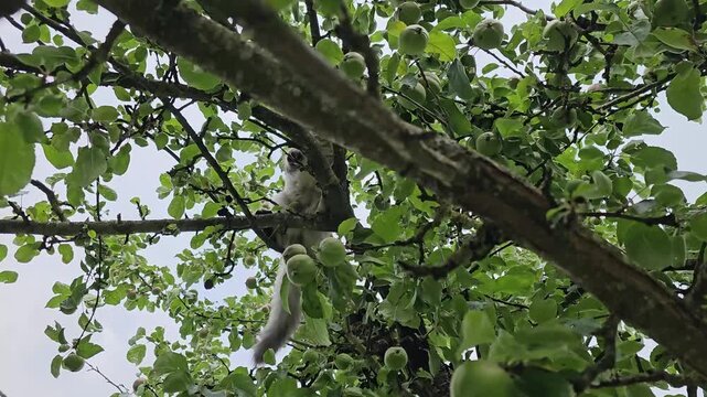 A domestic cat moves along the branches of a tree. The cat easily climbs a tree, but cannot get down