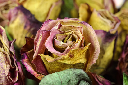 Only withered roses remained in a forgotten bouquet