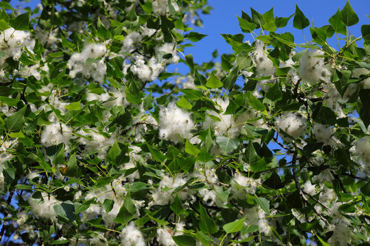 Pollen from poplar trees during the spring months