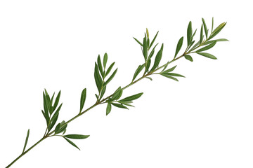 Fototapeta premium Olive like green leafy branch