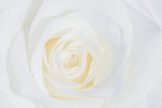 close up of beautiful white rose flower