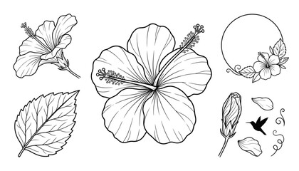 Hibiscus Flower Line Art Vector Set with Tropical Blooms, Leaves, Buds, Hummingbird, and Round Floral Frame Elements © MdRobiul