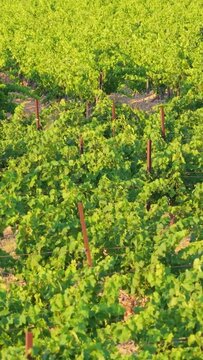 Vibrant green vineyard rows in Opoul Perillos, France, vertical 9:16 view.