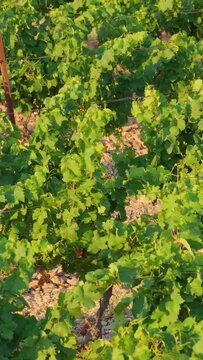 Close-up rows of green grapevines in a vineyard at Opoul Perillos, France, vertical 9:16 view.