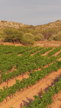 Lush green vineyard rows in Opoul Perillos, France, vertical 9:16 view.