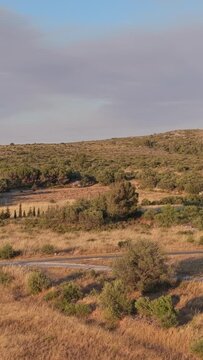 The rural landscape of Opoul Perillos, France. The clip features golden dry grass fields, green vineyards, scattered trees, and a row of cypress trees, aerial vertical 9:16 view.