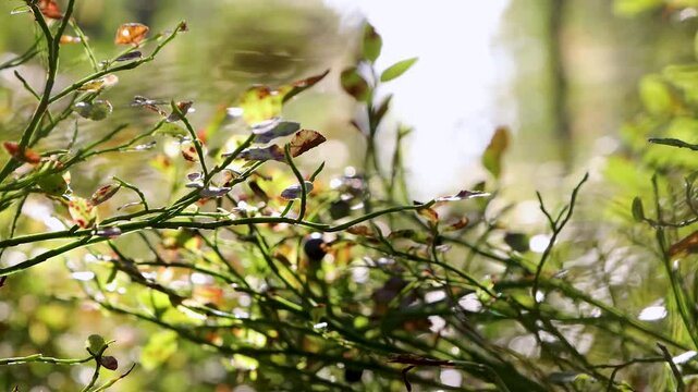 Delicate bilberry shrub branches, Vaccinium myrtillus, sway gently in the breeze and glisten in warm morning sunlight. 
