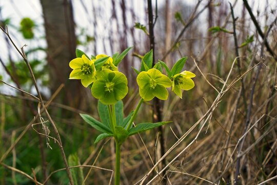 A blooming green hellebore wild flower plant with yellow green blossoms growing in dry spring grass