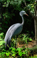 Naklejka premium Stanley crane also known as blue crane. Latin name - Anthropoides paradisea 