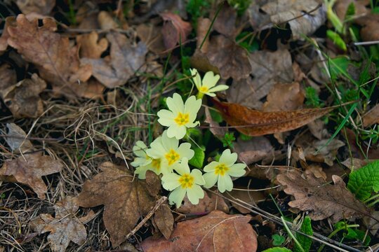 Pale yellow wild primroses blooming among brown dry fallen oak leaves on the forest floor
