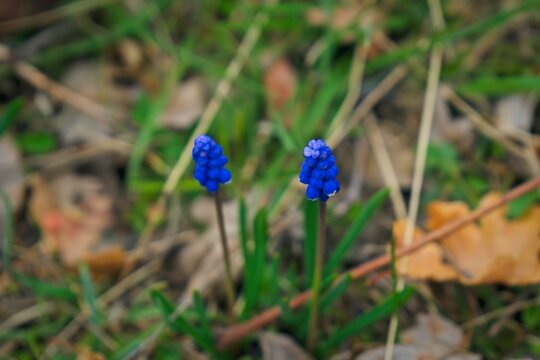 Two blue grape hyacinth flowers standing close together in a grassy field filled with dry leaves