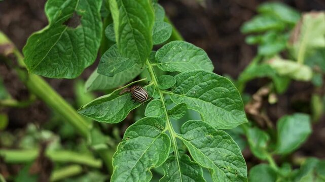 The Colorado potato beetle, an agricultural pest, crawls along the leaves of a potato and feeds. Potato leaves moving by the blowing wind.