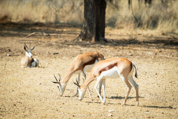 Springbok © alain