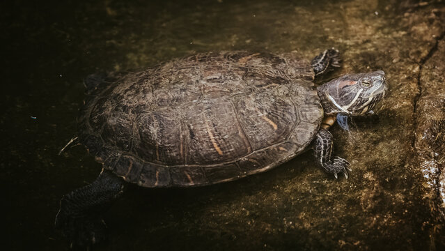 Tortue de Floride