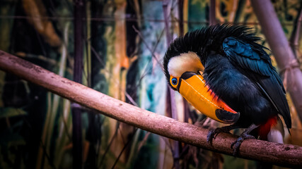 toucan toco © Fourcade.N