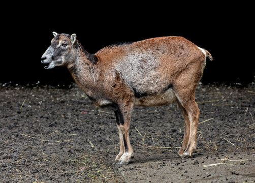 Moufflon female. Latin name - Ovis aries orientalis	