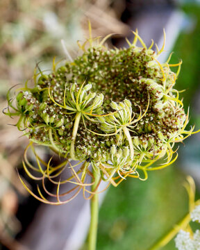 Detailed macro shot of a wild carrot umbel seed head curling inwards in natural light.