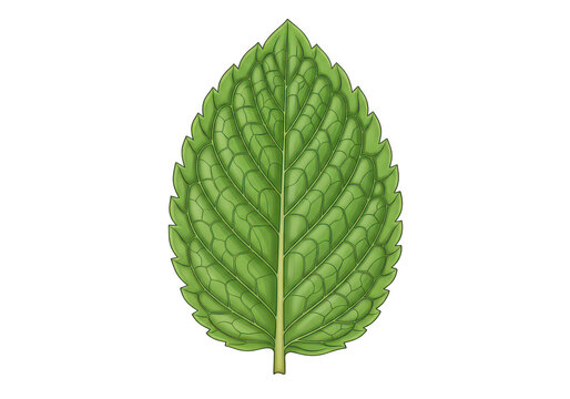 Fresh green mint leaf isolated on transparent background