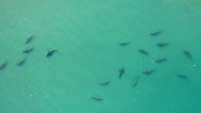 Aerial view of a group of sharks swimming in the clear turquoise waters off the coast of Hadera, Haifa District, Israel.