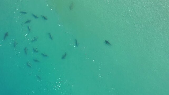 Aerial view of sharks swimming in the turquoise waters off the coast of Hadera, Haifa District, Israel.