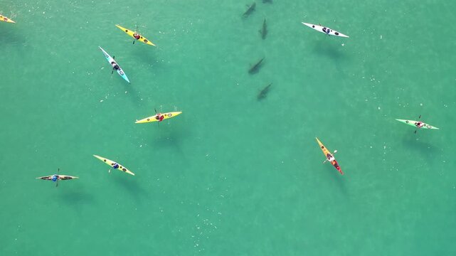 Aerial view of kayakers paddling in turquoise water near sharks in Hadera, Haifa District, Israel.