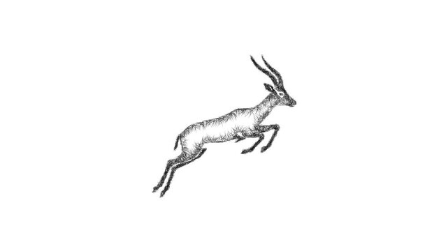 Sketch jumping antelope icon animation - smooth progressive reveal