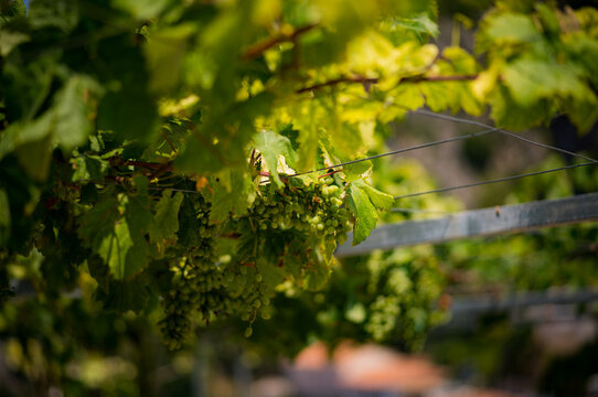 Wine grapes on a vine in the coastal village of Dh&euml;rmi in Albania.