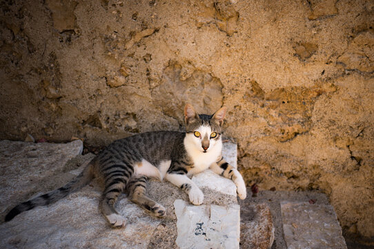 A stray cat in the coastal village of Dh&euml;rmi in Albania.