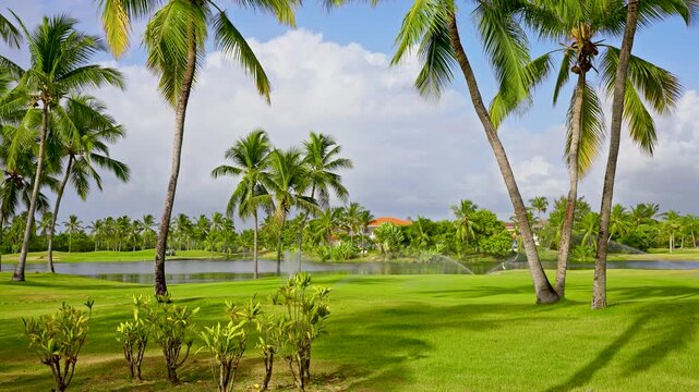 Tall coconut palms grow on a grassy lawn under a bright blue sky. A fresh park setting. Green plants provide oxygen in the summer garden.