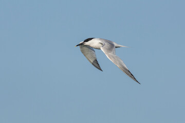 Eine Brandseeschwalbe (Thalasseus sandvicensis) auf dem Weg von der Brutkolonie zu den Jagdgründen an der Nordseeküste, selten, bedroht, Brutkleid, Brutzeit, Juni, Dänemark © Helge