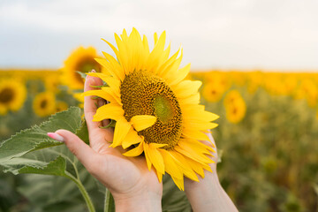 Fototapeta premium Close view of hands holding bright sunflower in blooming field, with soft sky above and blurred flowers behind, showing warm summer light, fresh petals, green leaves, and natural texture