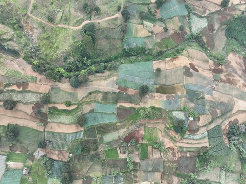 Aerial view of the terraced agricultural fields of Ciloto with diverse crop plots and winding paths in the lush landscape of Cipanas, West Java, Indonesia.