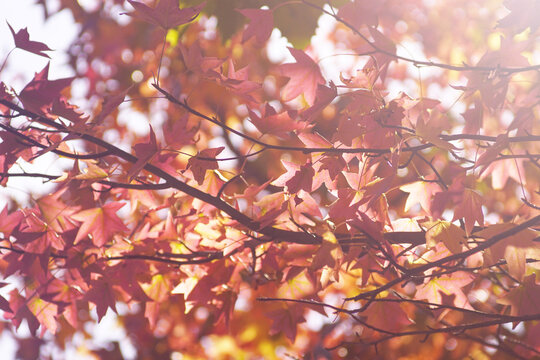 Sunlight filtering through vibrant red maple foliage forming rich natural seasonal texture. Serves as colorful backdrop template, nature therapy concept, and vivid autumn botanical pattern design.