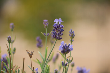 Obraz premium Purple lavender flower spikes bloom in soft natural light against a warm blurred garden background, highlighting calm, aromatherapy, wellness, and summer nature.
