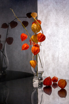 Still life with physalis flowers in a vase against a gray background