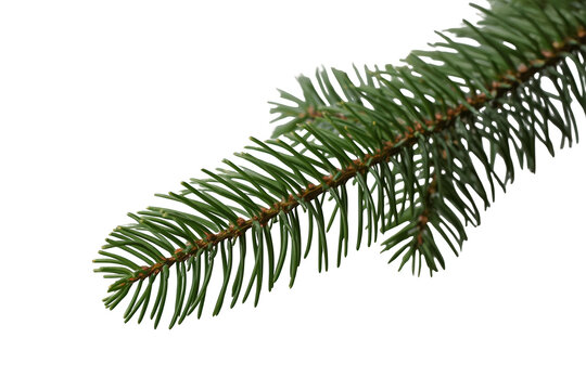 Long green spruce branch with evenly spaced narrow needles
