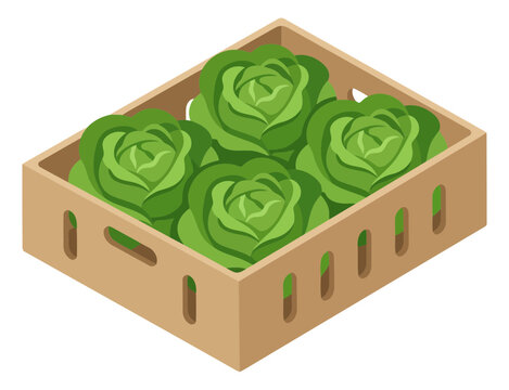Fresh green cabbages inside a wooden crate container for vegetable delivery