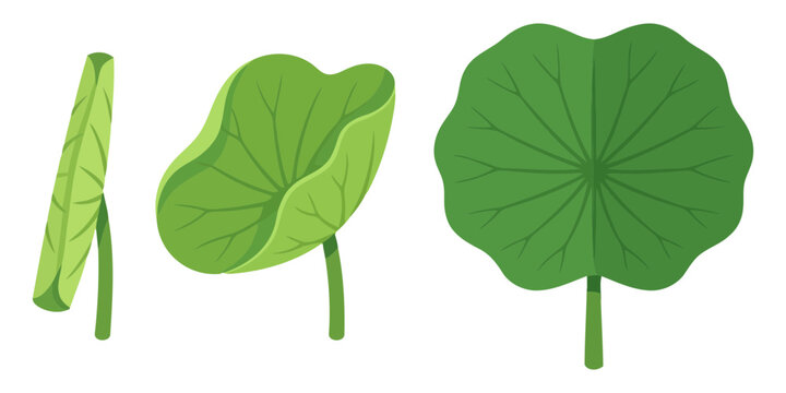Fresh green lotus leaves set in different angles showing natural textures