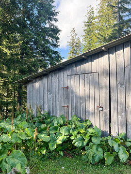 Rustic wooden shed with overgrown plants and padlock in a forest setting