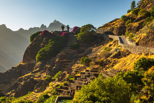 View of terraced agricultural fields and a winding road on the mountainside of Santo Antao, with bougainvillea and dramatic peaks in golden light, Alto Mira, Porto Novo, Cabo Verde.