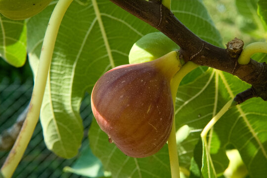 Ripe fig hanging on a fig tree branch, close-up with green leaves