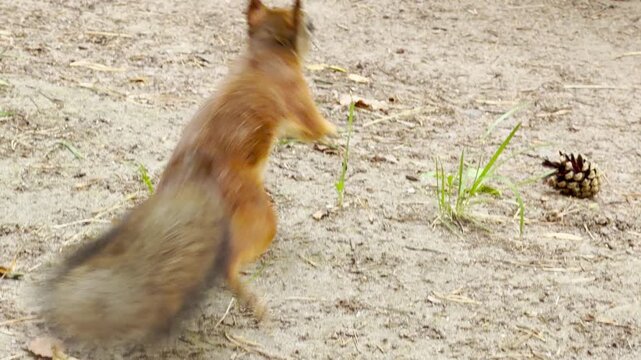A cute squirrel eats a nut on a dirt path. It feels happy, curious, and peaceful in this charming park environment.